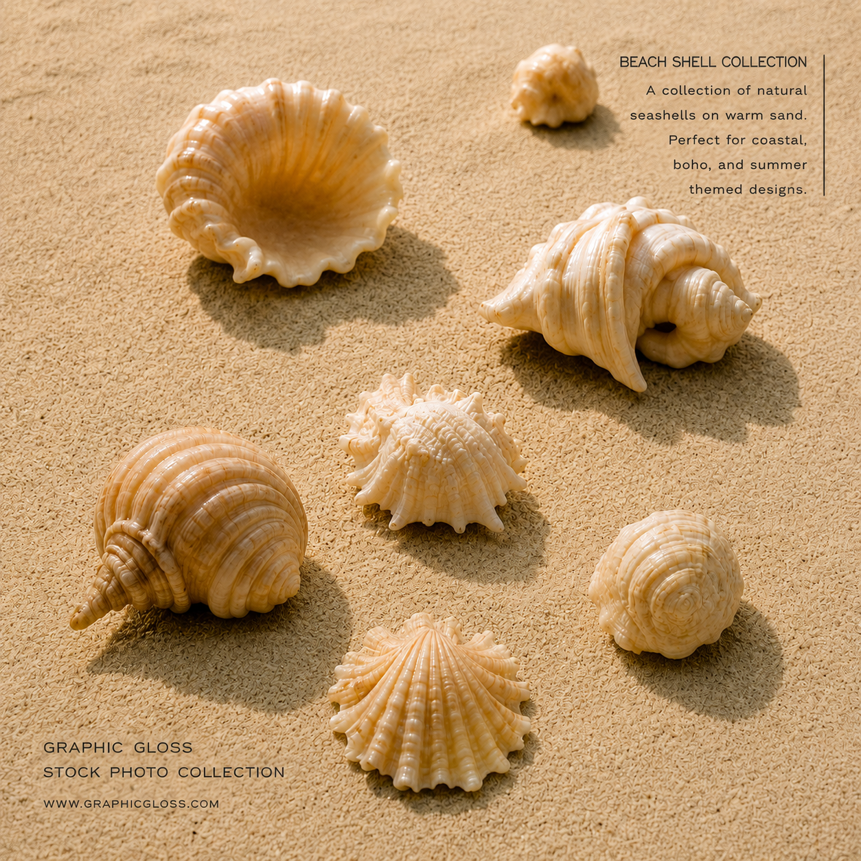 Beach Shell COllection