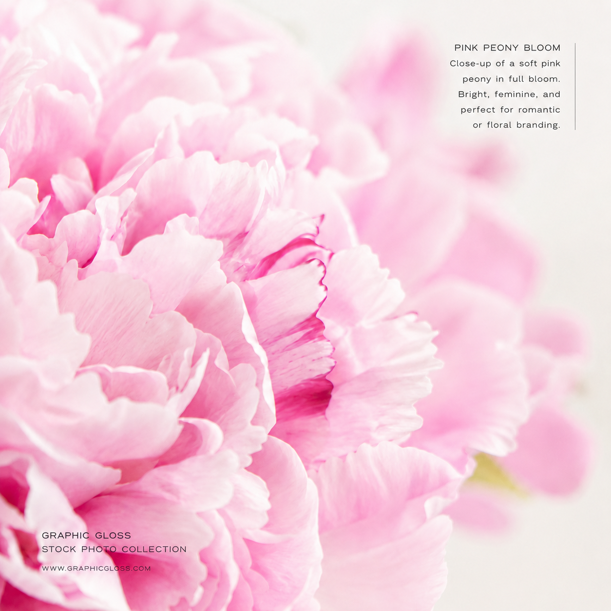 Soft Pink Peony Stock Photo